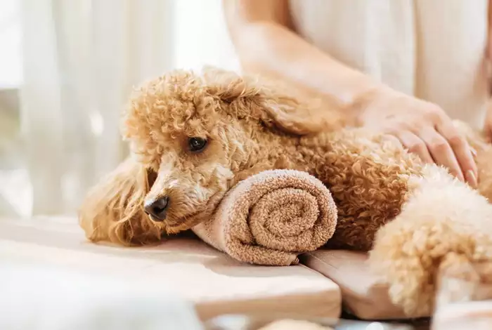 A dog getting a massage