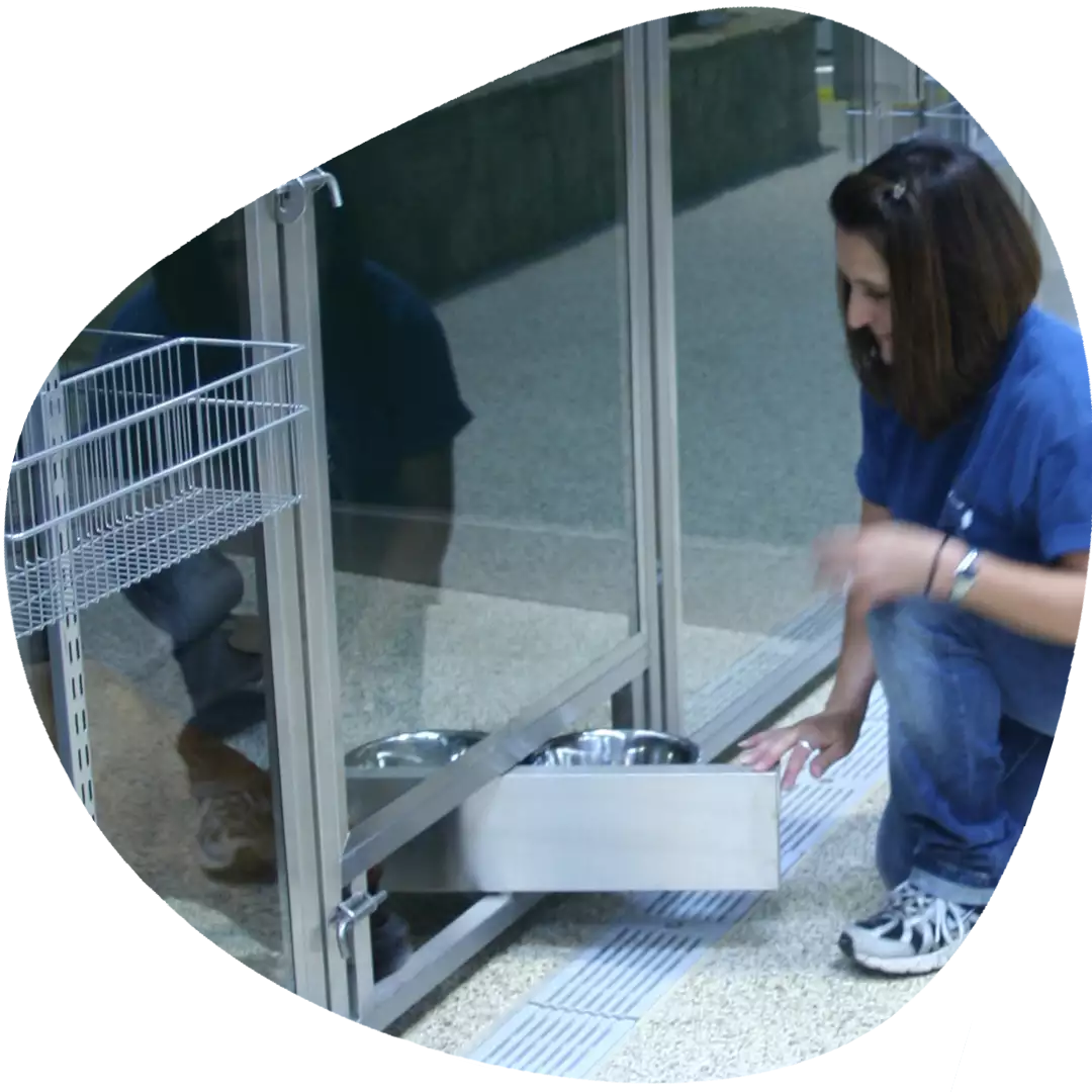 A corgi being groomed